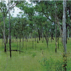 image of trees and grass